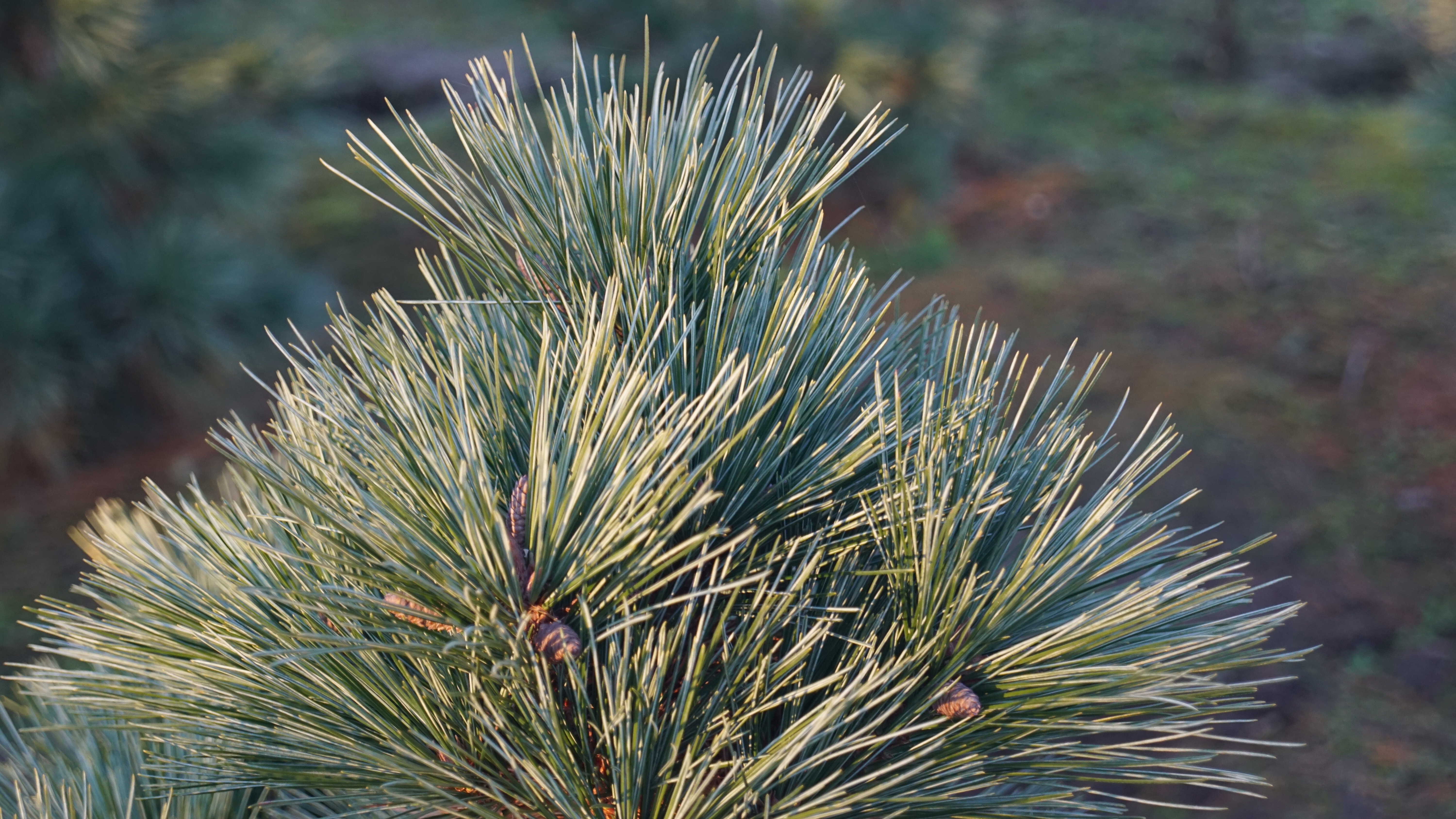 Pinus strobus 'Radiata' (1)